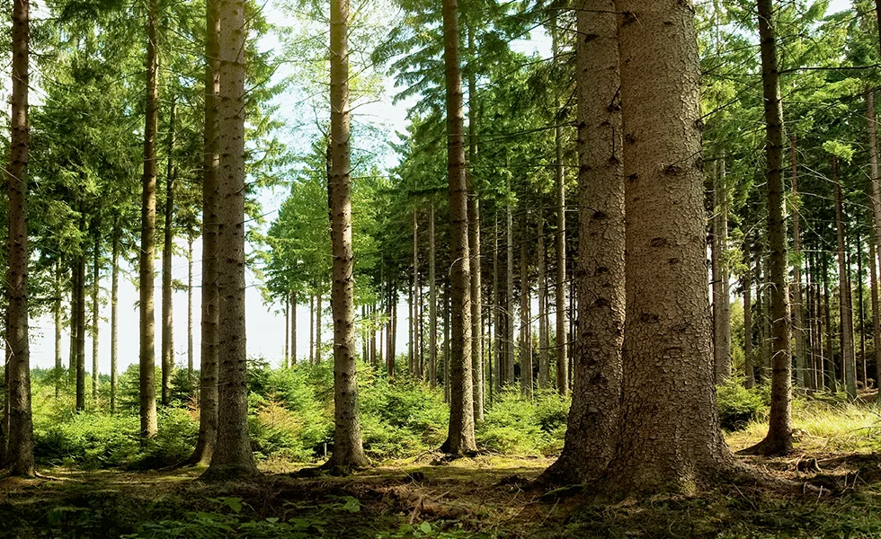 The image features a lush forest with many tall trees, some of which are pine trees. The trees are standing next to each other, creating a dense and green environment.