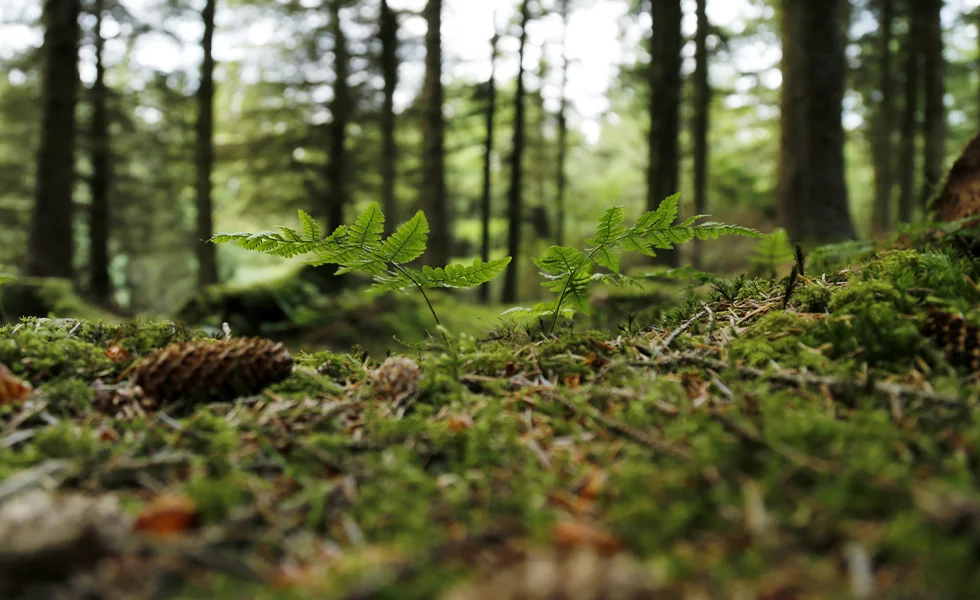 The image features a close-up view of plants and trees in a forest, with a focus on a fern growing at the base of a pine tree. The fern is framed in such a way that it appears as if it's looking up towards the sky.