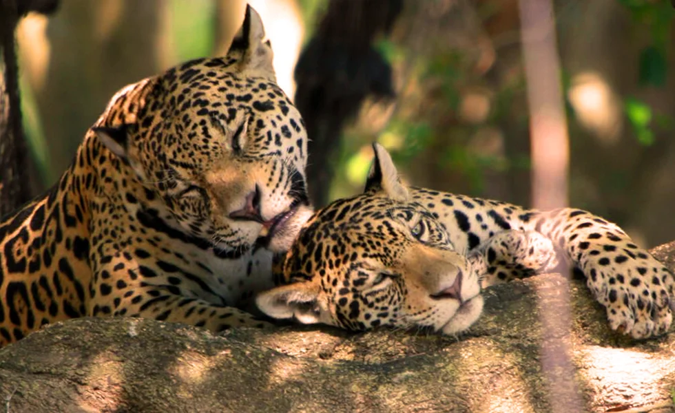 The image features two jungle cats, likely leopards or cheetahs, resting together on a rock. They are laying side by side.