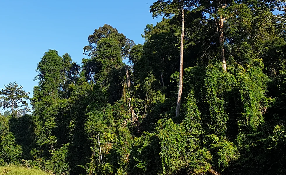 The image features a lush, green forest with a variety of trees and vegetation.