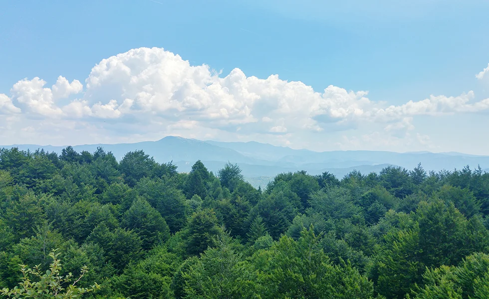 The image features a lush, tree-filled forest with a beautiful view of the mountains in the distance. The scene is captured from a high vantage point, possibly from a plane flying over the area. The mountains appear hazy, adding a sense of depth and distance to the scene. The forest is home to a multitude of green trees, creating a vibrant and picturesque landscape.