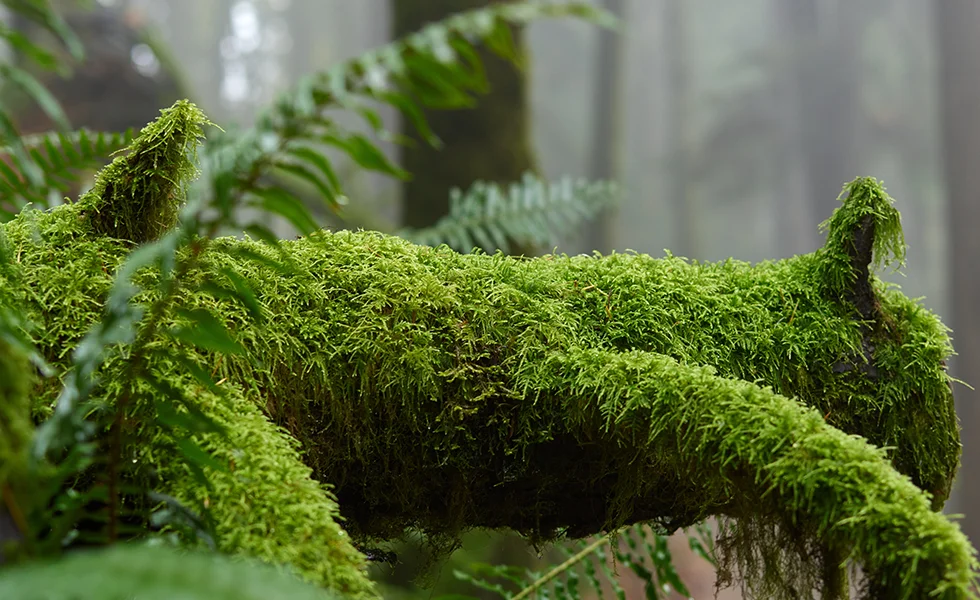 The image features a close-up of a forest plant