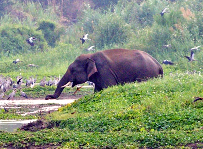 The image features an elephant standing in a marsh or a creek, surrounded by green plants and a flock of birds. The elephant appears to be walking through the water, while the birds fly around or stand nearby.