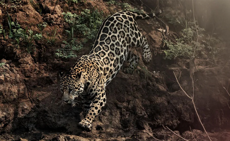 The image features a leopard, a large wild cat, walking on a rock wall.