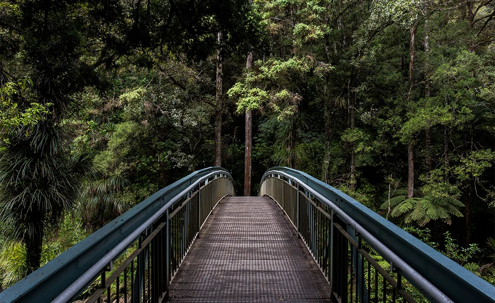 A narrow footbridge leading into a dense green forest (photo)