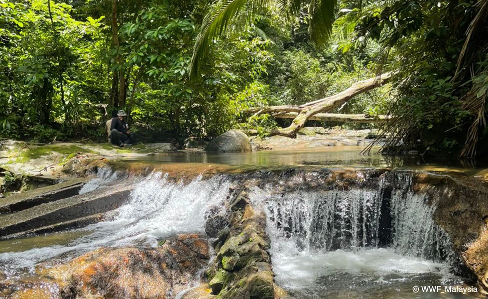 Malaysia rainforest (photo)