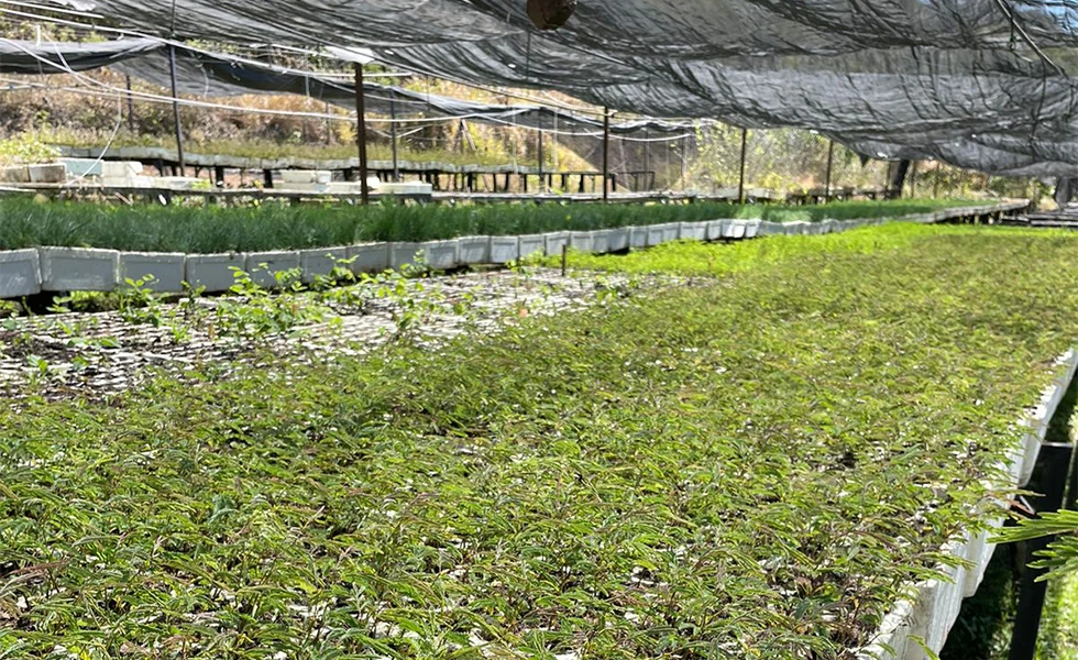 Tree nursery (photo)