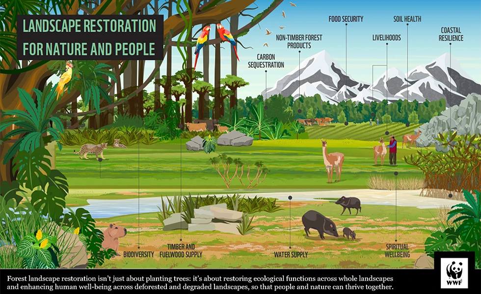 WWF Landscape restoration for nature and people (illustration)