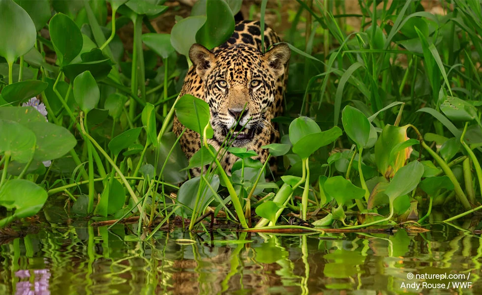 Jaguar in the Central Pacific, © naturepl.com / Andy Rouse / WWF (photo)