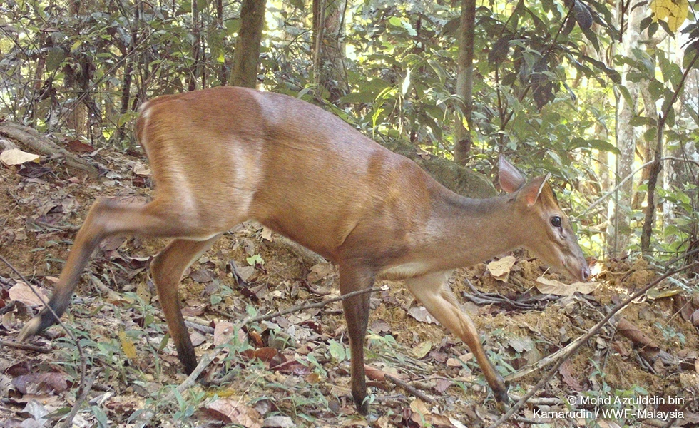 A deer walking through a forest with fallen leaves, © Mohd Azrulddin bin Kamarudin / WWF-Malaysia (photo)