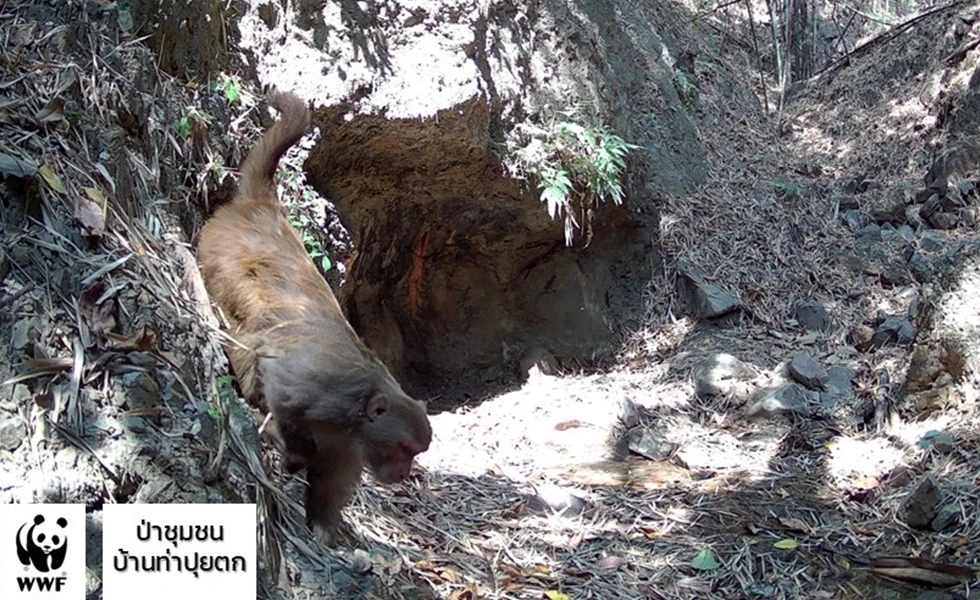 A wild monkey walking along a rocky forest path (photo)